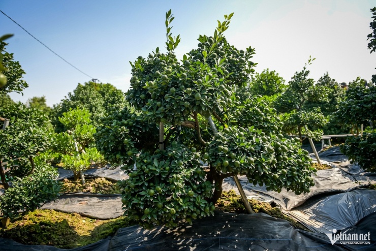 Cây quất 'tam đa' hơn 10 năm tuổi được thuê 30 triệu đồng chơi Tết - 6