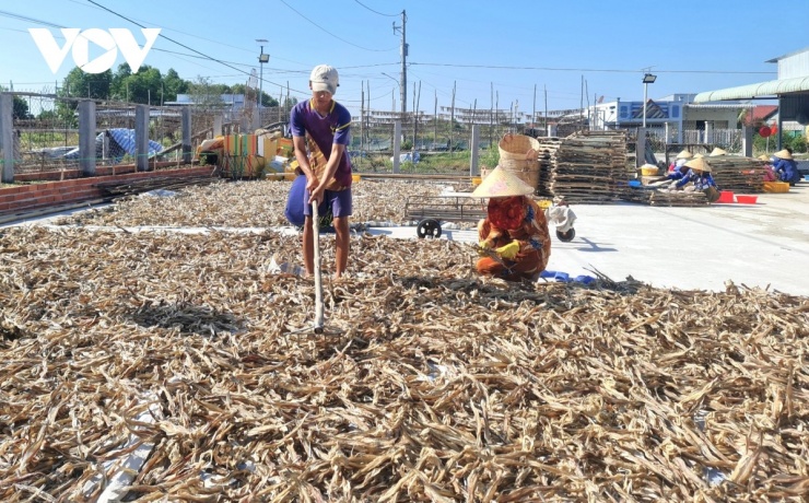 Trong những ngày cận Tết, các vựa khô tại làng nghề truyền thống hoạt động hết công suất để cung ứng cho thương lái hàng tấn sản phẩm mỗi ngày