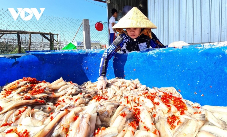 Tuy nhiên, người dân làng nghề Cái Đôi Vàm đang đối diện với khó khăn, lượng cá nguyên liệu suy giảm dẫn đến sản lượng cung ứng ra thị trường bị hạn chế