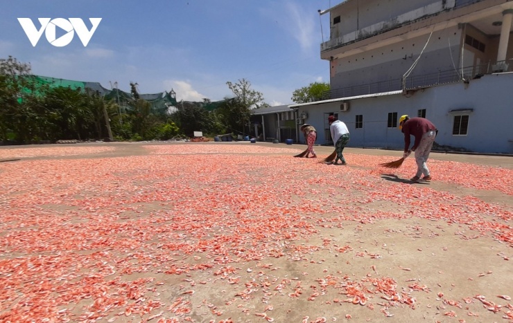 Tại Làng nghề tôm khô Rạch Gốc (xã Phan Ngọc Hiển, tỉnh Cà Mau) những ngày này đang tất bật sản xuất để đáp ứng nhu cầu đặt hàng