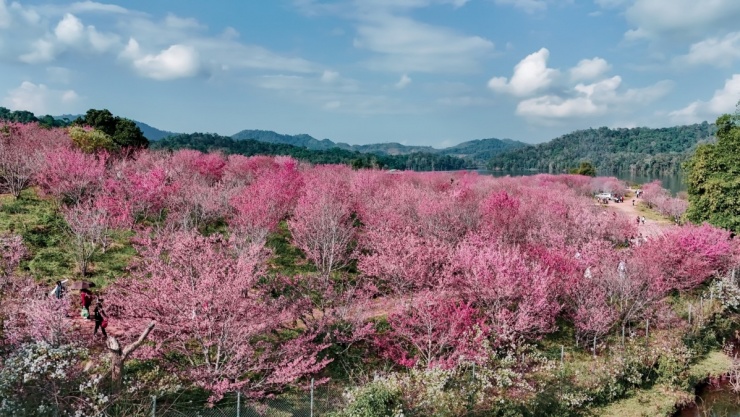 'Đảo hoa anh đào' rực rỡ giữa lòng Điện Biên - 3