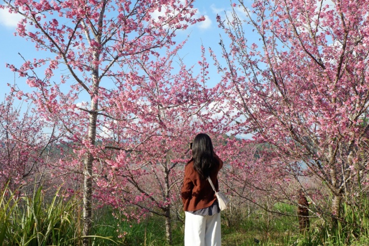 'Đảo hoa anh đào' rực rỡ giữa lòng Điện Biên - 2
