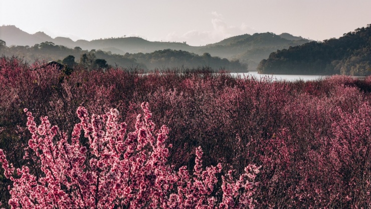 'Đảo hoa anh đào' rực rỡ giữa lòng Điện Biên - 1