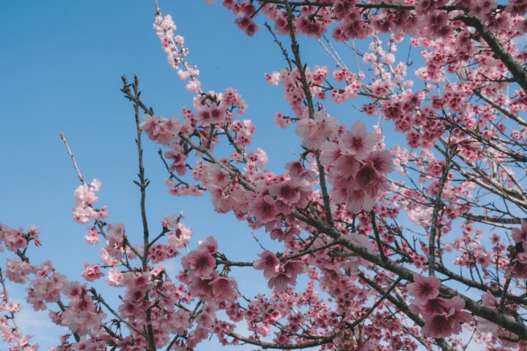 'Đảo hoa anh đào' rực rỡ giữa lòng Điện Biên - 4