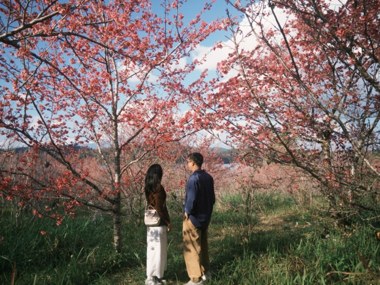 'Đảo hoa anh đào' rực rỡ giữa lòng Điện Biên - 6