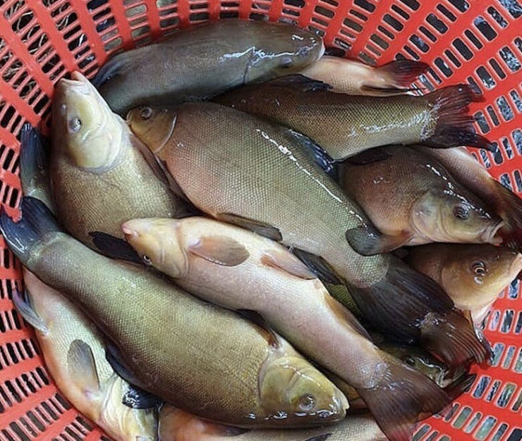 Cá quế là loại đặc sản thơm ngon bổ dưỡng, được các bà nội trợ tin dùng (Ảnh minh hoạ)