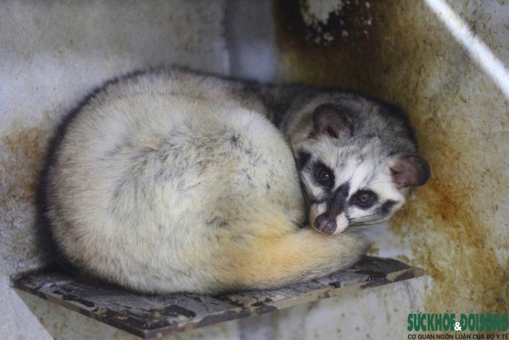 Nuôi chồn hương là mô hình mới, mang lại hiệu quả kinh tế cao cho nhiều hộ gia đình ở Nghệ An.