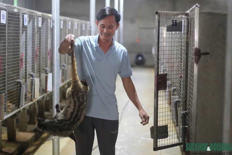 Theo ông Nguyên, chồn hương rất nhạy cảm với tiếng động, nếu môi trường không yên tĩnh có thể bỏ ăn, sinh bệnh.