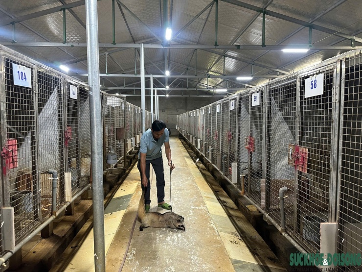 Sau ba năm gây dựng, trang trại hiện duy trì tổng đàn hơn 400 con, trong đó khoảng 300 con bố mẹ.