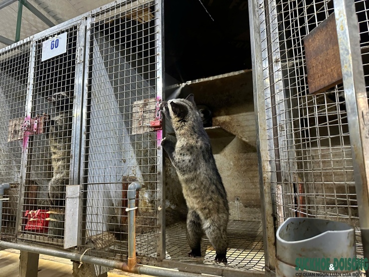 Mỗi chuồng trại chỉ nuôi riêng một con chồn hương nhằm hạn chế stress, bảo đảm môi trường sống ổn định.