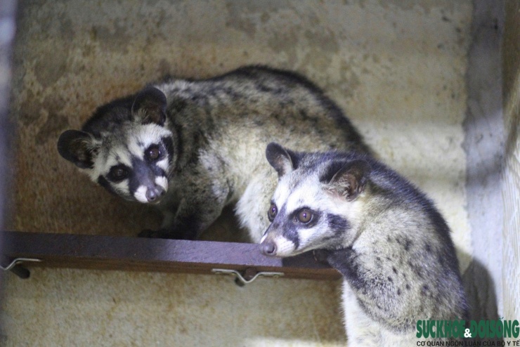 Đến mùa sinh sản, chồn hương mới được ghép đôi; trung bình mỗi năm sinh sản 1-2 lứa, mỗi lứa từ 2 đến 5 con.