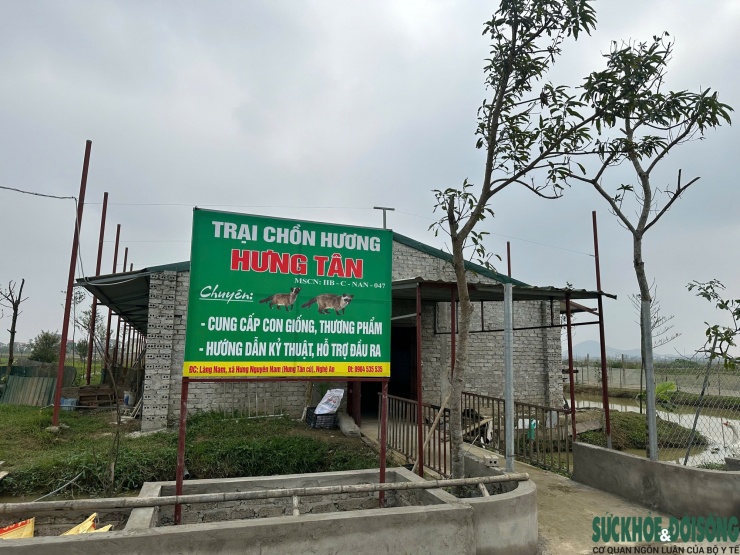 Ông Nguyên xây dựng mô hình chăn nuôi tuần hoàn, kết hợp nuôi cá làm thức ăn cho chồn, giảm chi phí và hạn chế ô nhiễm.