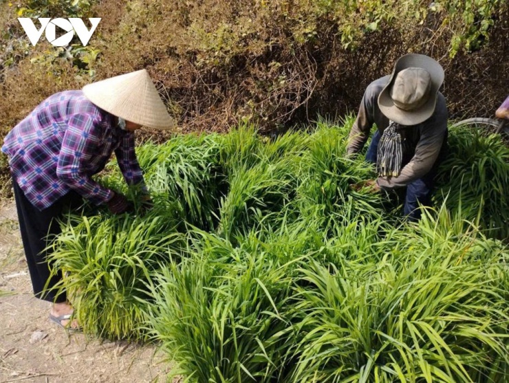 Từng bó cỏ xanh mướt được người dân hối hả chuyển từ ruộng sâu lên đường lớn, chờ thương lái đến thu mua.