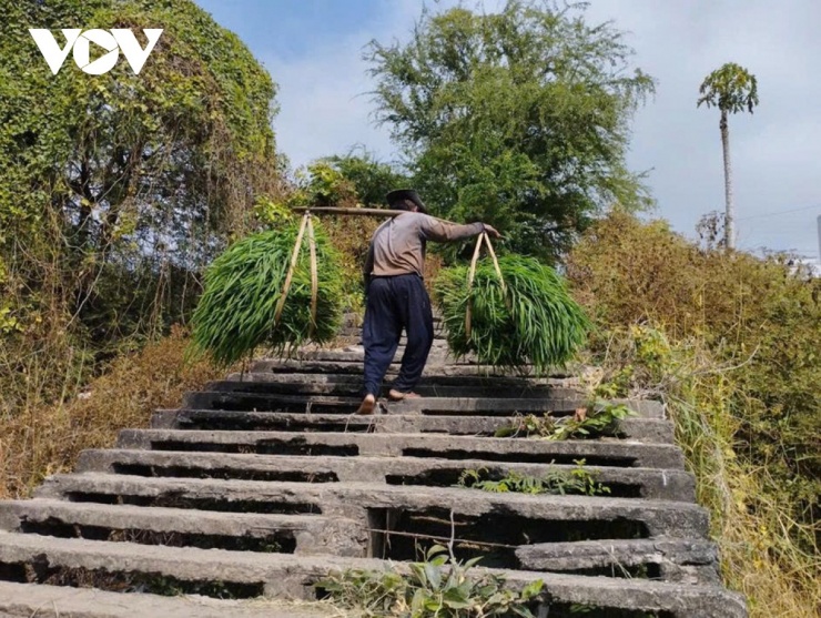 Những chiếc đòn gánh cong xuống vì sức nặng của cỏ.