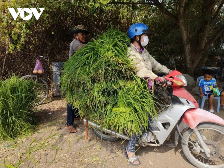 Chị Neáng Moi tất bật thu mua những bó cỏ tươi, cốt sao cho kịp bữa ăn của đàn bò.
