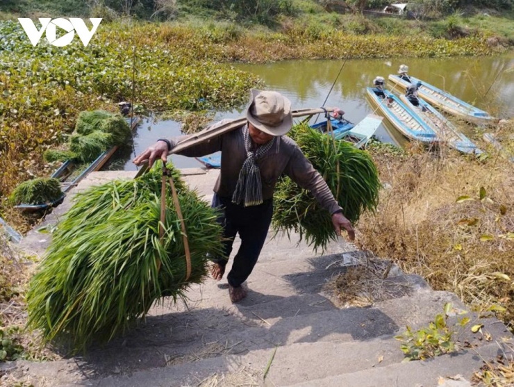 Hình ảnh người nông dân gánh gồng từng bó cỏ nặng trĩu từ dưới ruộng lên đường lớn chờ bán tạo nên nét đẹp lao động cần cù.