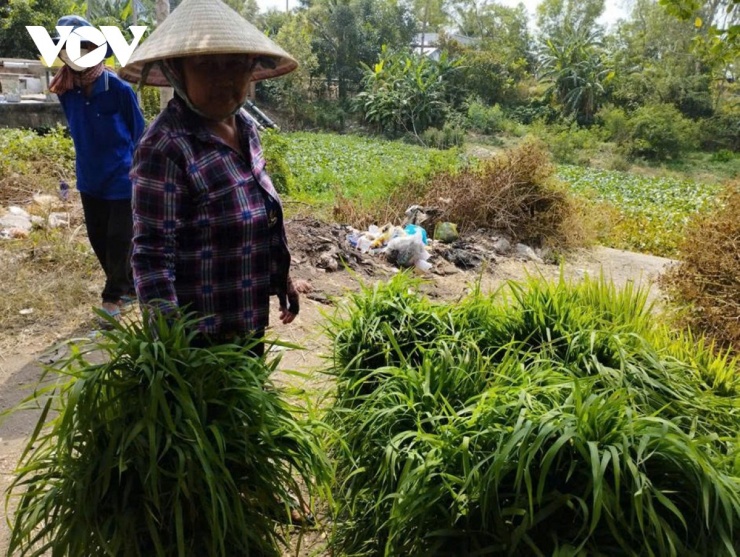 Mỗi bó cỏ xanh mướt được đánh đổi bằng những giọt mồ hôi của người làm nông.