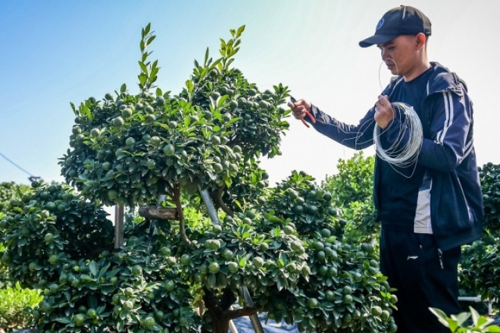 Cây quất 'tam đa' hơn 10 năm tuổi được thuê 30 triệu đồng chơi Tết