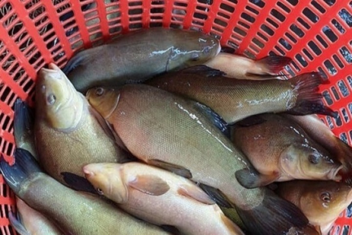 Loại cá chẳng tanh mà có mùi lạ, nghe tên đã thấy “thơm”, ngon chẳng kém cá hồi giá 200.000 đồng/kg, tốt cho sức khỏe