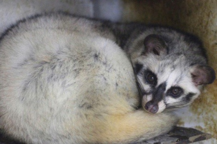 Bỏ phố về quê, làm giàu từ mô hình nuôi động vật hoang dã