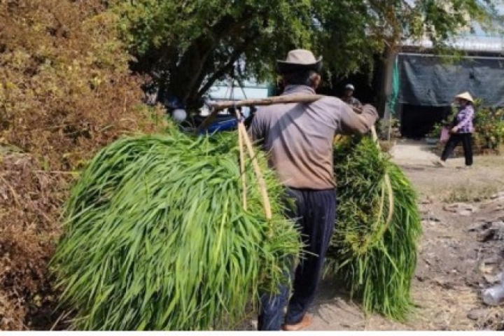 Độc đáo chợ bán cỏ ở miền Tây