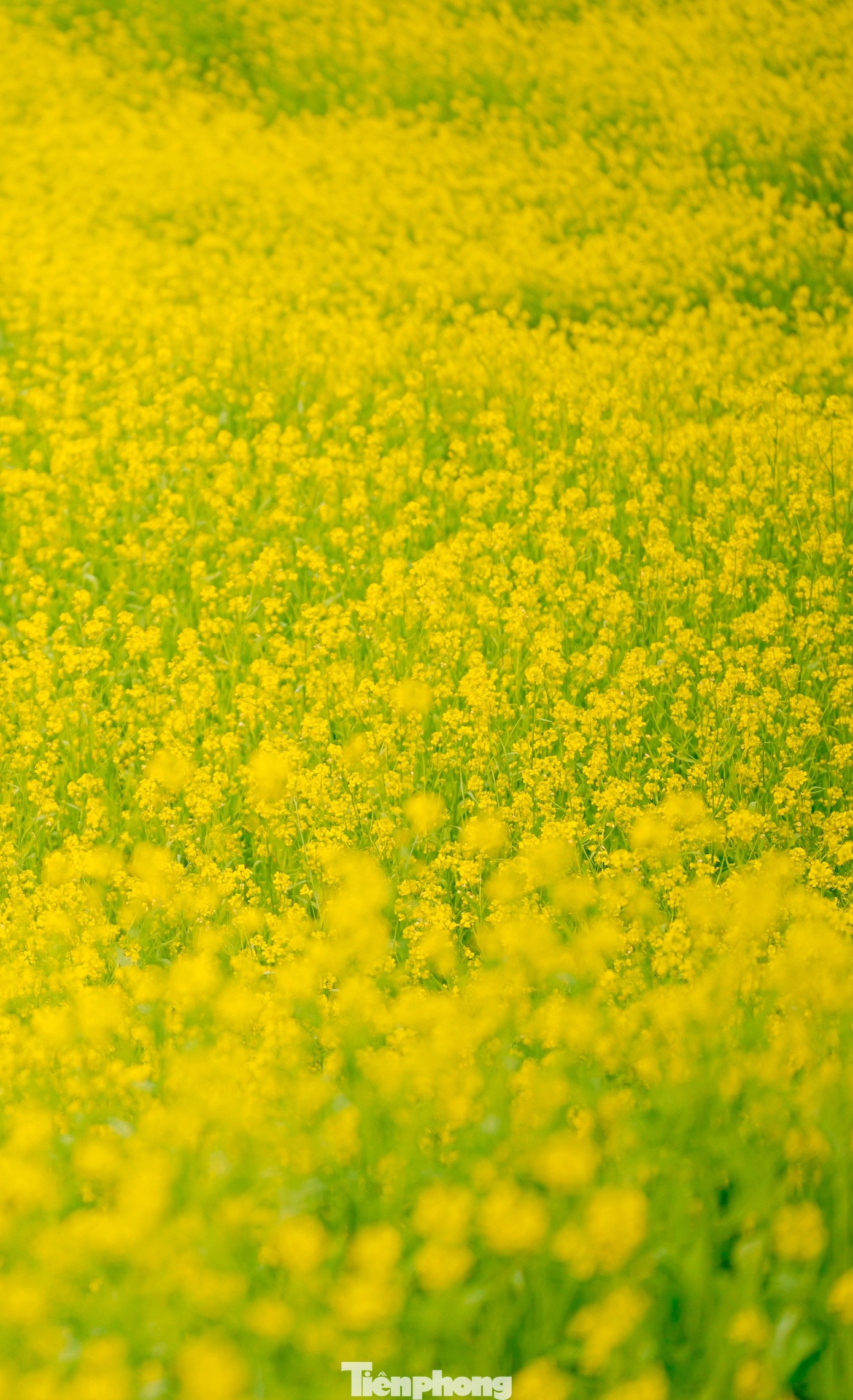 Anh Nguyễn Quang Tiến - một chủ vườn cải ở phường Mộc Châu - cho biết, trồng hoa cải phải chăm sóc kỹ lưỡng hơn, đồng thời đầu tư thêm tiểu cảnh để phục vụ du khách để hút khách. Sau Tết, dự kiến diện tích trồng cải sẽ được mở rộng thêm nhằm duy trì hoa nở luân phiên, tạo điểm đến quanh năm cho khách du lịch.