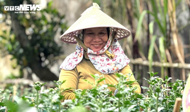 Vụ Tết năm nay, bà con nông dân ở thủ phủ hoa cúc miền Trung khấp khởi mừng vui khi hàng trăm nghìn chậu hoa dù chưa nở nhưng đã được thương lái chốt cọc từ rất sớm, có vườn mới vào giữa tháng 11 Âm lịch đã có người đến đặt cọc. Giá cọc ổn định, thậm chí cao hơn năm trước từ 10–20%, giúp nông dân yên tâm đầu tư chăm sóc giai đoạn cuối. Không còn cảnh phập phồng “như ngồi trên đống lửa” chờ giá, bà con đang tập trung giữ chất lượng, đảm bảo hoa đẹp, nở đúng Tết theo cam kết với khách.