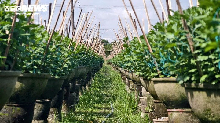 Cách vườn cúc của nhà ông Hoàng chỉ vài bước chân là khu đất đang đặt để 1.500 chậu cúc có size từ 60cm – 1m của gia đình ông Nguyễn Hữu Phước. "Đầu vụ mưa liên tục khiến hoa bị nấm, sâu bệnh. Nhưng cuối vụ thời tiết thuận lợi hơn, hoa phát triển tốt, nở đúng dịp Tết. Trừ chi phí, gia đình tôi ước tính lãi cả trăm triệu đồng" - ông Phước vui vẻ chia sẻ.