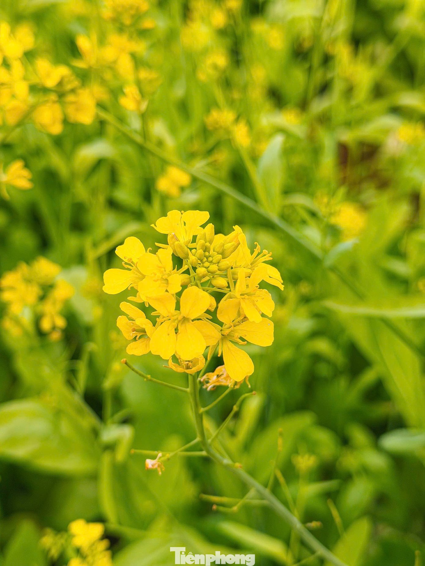 Anh Nguyễn Quang Tiến - một chủ vườn cải ở phường Mộc Châu - cho biết, trồng hoa cải phải chăm sóc kỹ lưỡng hơn, đồng thời đầu tư thêm tiểu cảnh để phục vụ du khách để hút khách. Sau Tết, dự kiến diện tích trồng cải sẽ được mở rộng thêm nhằm duy trì hoa nở luân phiên, tạo điểm đến quanh năm cho khách du lịch.