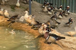 Khách hàng “săn” tìm mua loài vịt cảnh, thiên nga làm quà biếu Tết