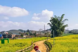 Lạc bước giữa bạt ngàn hoa cải Mộc Châu