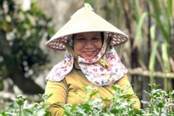 Thương lái nườm nượp chốt cọc, nông dân thủ phủ hoa cúc khấp khởi vụ Tết bội thu