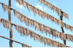 Đặc sản Cà Mau: Khô cá khoai, tôm khô vào vụ đón Tết