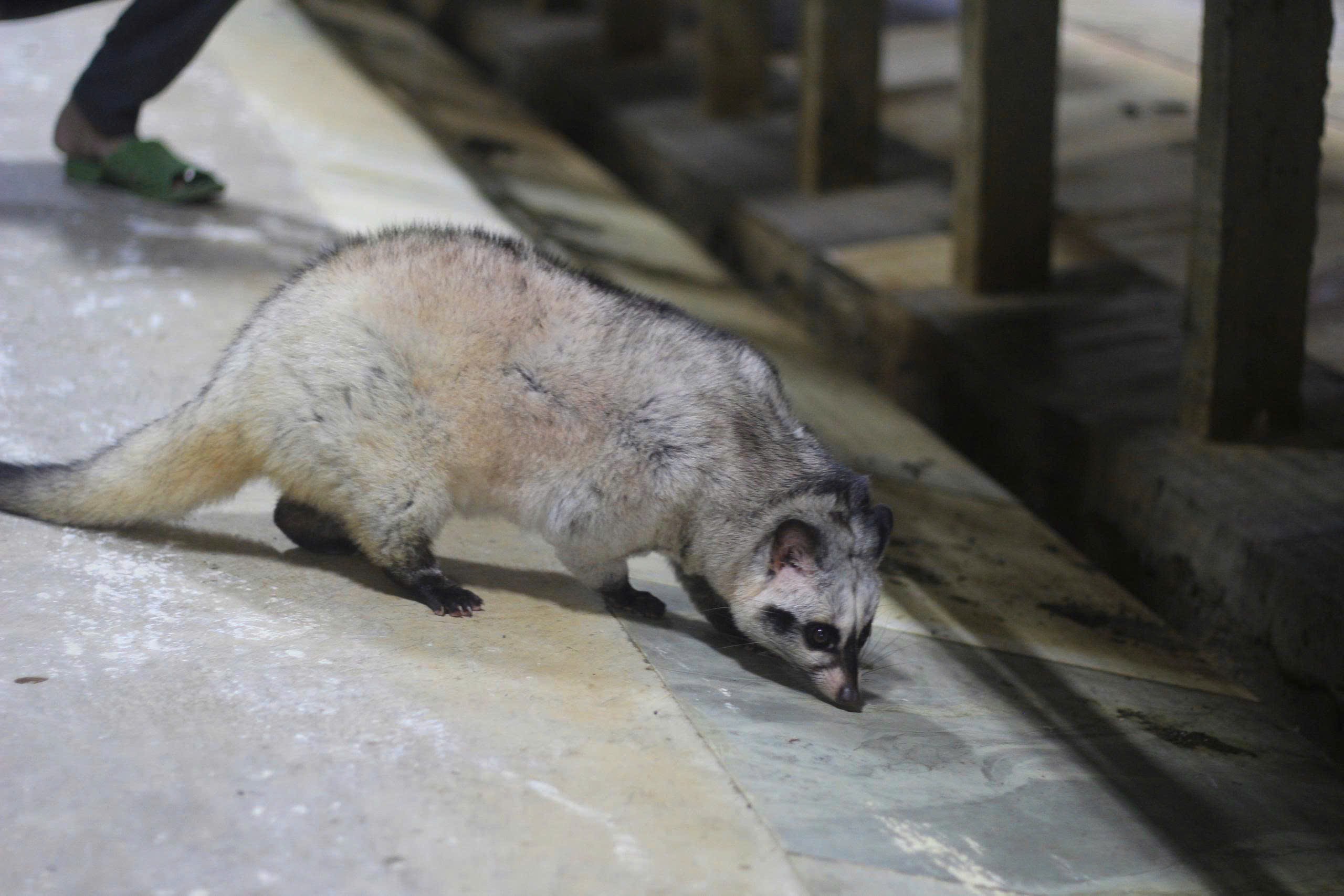 Bỏ phố về quê, làm giàu từ mô hình nuôi động vật hoang dã - 7