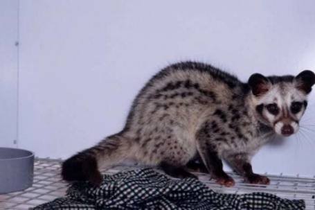 Nuôi con vật "ăn ít" từng là loài động vật hoang dã, một ông nông dân Thái Nguyên bán đến đâu hết đến đấy