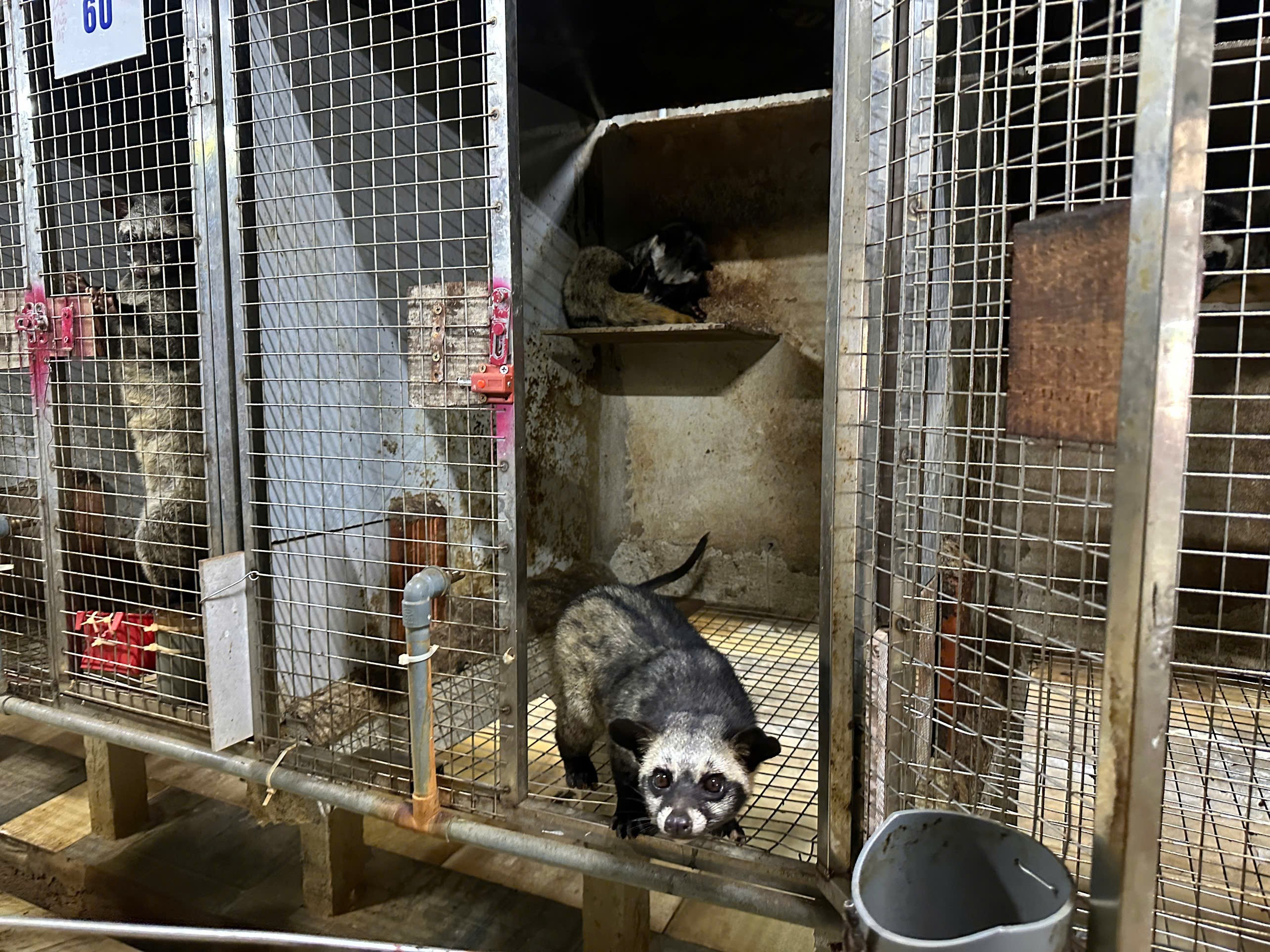 Bỏ phố về quê, làm giàu từ mô hình nuôi động vật hoang dã - 8