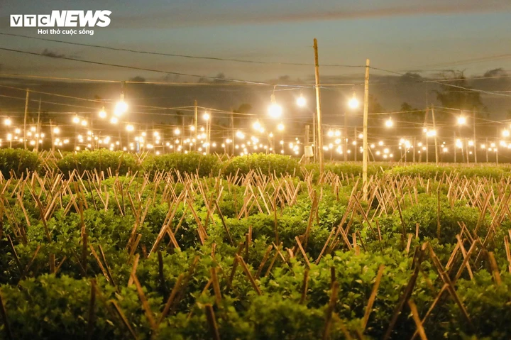 Giá hoa cúc loại có size 50cm được thương lái mua với giá từ 140.000 - 150.000 đồng/chậu, tăng 10.000 - 20.000 đồng/chậu so với năm ngoái. Loại size 80cm có giá khoảng 500.000 đồng/chậu. Riêng loại 1m, giá dao động từ 1,2 - 1,4 triệu đồng/chậu, tăng 30.000 – 50.000 đồng, tùy chất lượng, dáng cây và độ đều của nụ.