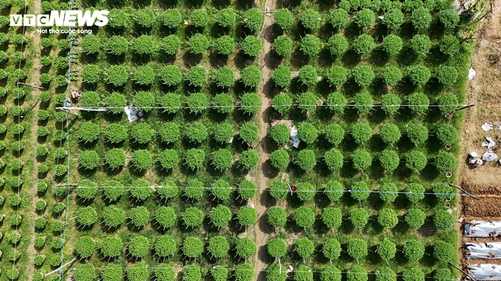 Nhờ kinh nghiệm tích lũy và áp dụng kỹ thuật mới như thắp đèn điều chỉnh sinh trưởng, sử dụng phân hữu cơ vi sinh, người trồng hoa kiểm soát tốt thời điểm ra nụ, nở hoa. Nhiều ruộng cúc phát triển đồng đều, chiều cao lý tưởng, bông nở tròn đều như “đúc khuôn”.