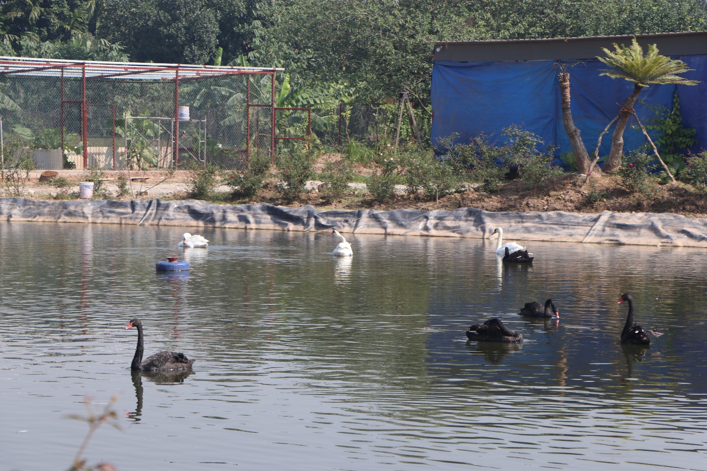 Thiên nga là loài khá thân thiện, dễ thuần và ăn uống đơn giản, ít bệnh tật.