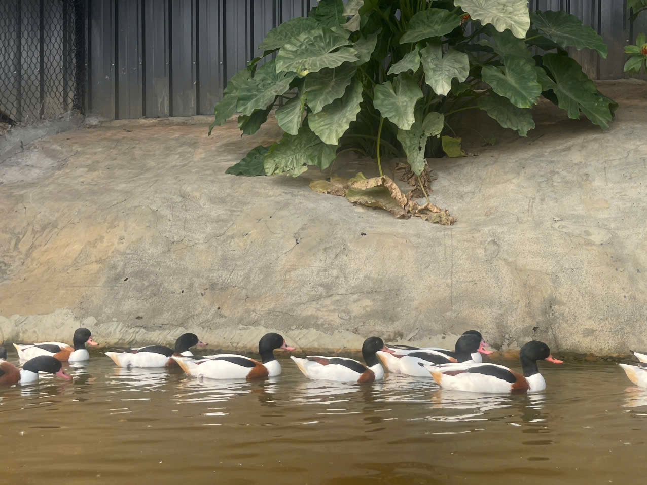 Vịt cảnh có bộ lông sặc sỡ, đẹp. Tại trang trại Vườn chim việt có vài trăm cá thể.