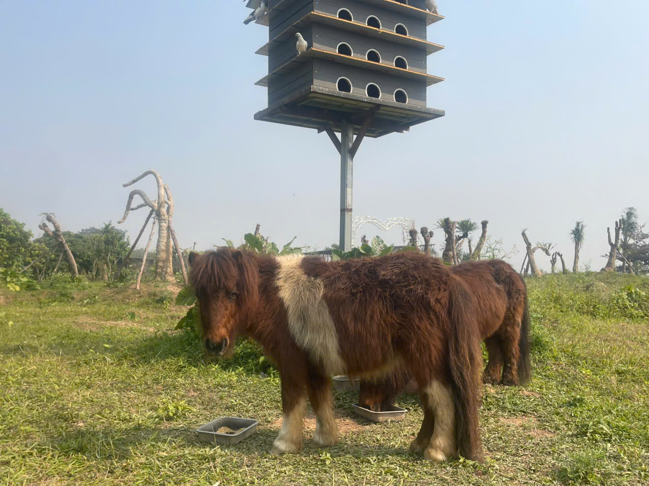 Ngựa lùn cũng có bộ lông sặc sỡ thu hút du khách và người dân đến tham quan.