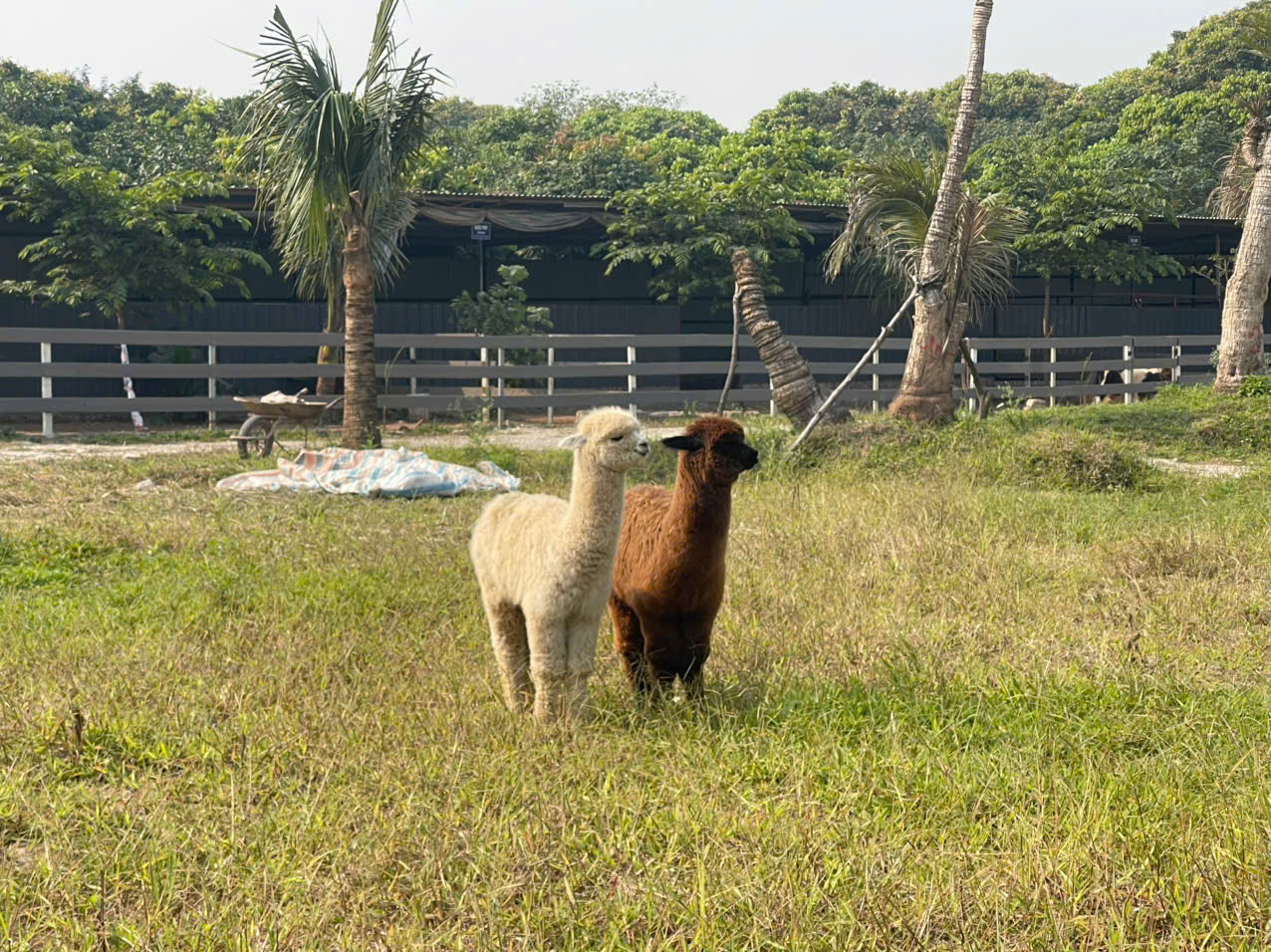 Trang trại Vườn chim việt còn nuôi các loài động vật làm cảnh, khá dễ thương như lạc đà.