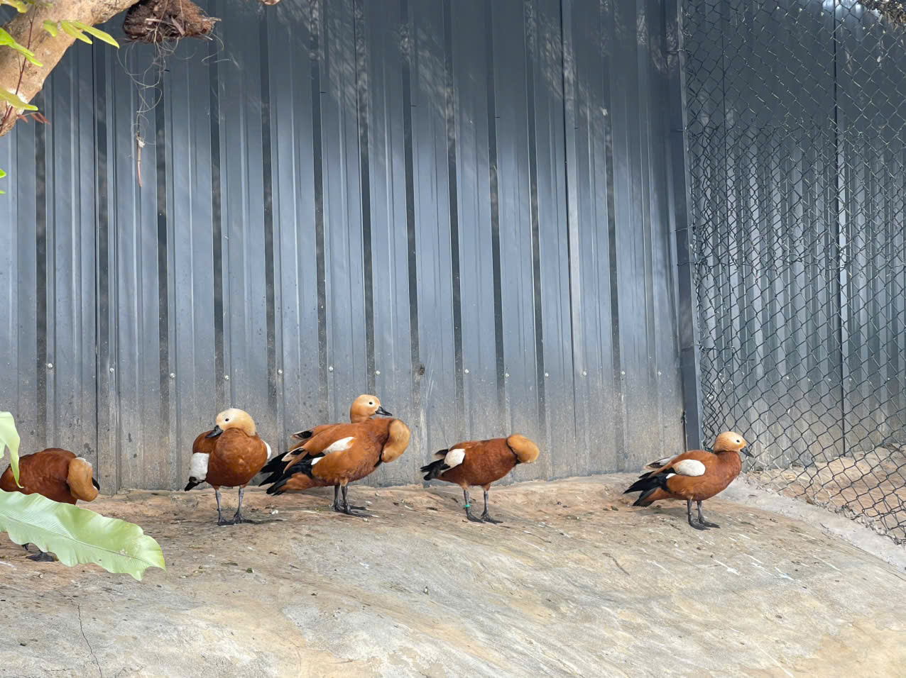 Giống vịt gỗ cũng được nhiều khách hàng tìm mua trong dịp Tết 2026.