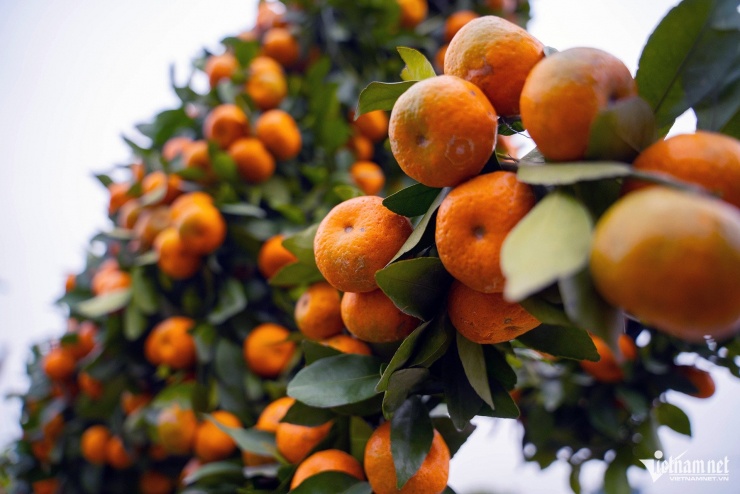 Quýt cổ chu sa hình ngựa giá 40 triệu đồng vẫn 'cháy hàng' trước Tết - 2