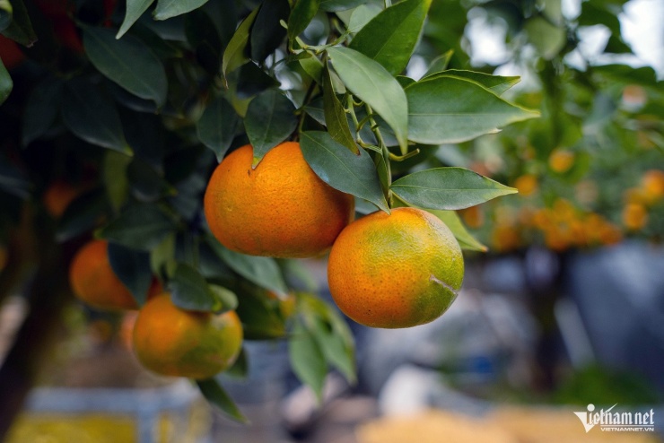 Làng cây cảnh thuộc xã Văn Giang (Hưng Yên) được coi là một trong những vựa hoa lớn nhất miền Bắc. Năm nay, các nghệ nhân nơi đây đã tạo nhiều kiểu dáng cho loại quýt chu sa để trở thành sản phẩm riêng biệt, đưa đi bán tại nhiều tỉnh, thành trên toàn quốc.