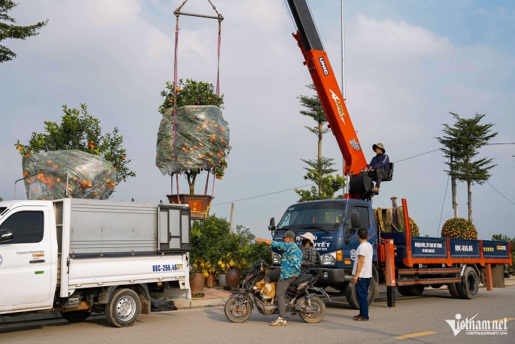 Theo chủ vườn, nhiều người từ xa đã về tận vườn để đặt cọc trước những cây to đẹp từ tháng 11/2025. Các sản phẩm tạo hình linh vật hướng tới tệp khách hàng ưa thích sự sáng tạo nghệ thuật. Giá trị của cây không chỉ nằm ở tuổi đời mà còn ở sự kỳ công trong việc cắt tỉa.