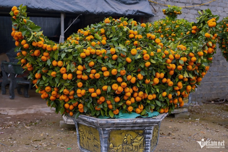 Bên cạnh đó, nhà vườn còn một số tác phẩm như lục bình, thỏi vàng... có mức giá dao động từ 10-30 triệu đồng/cây, tùy&nbsp;kích cỡ.