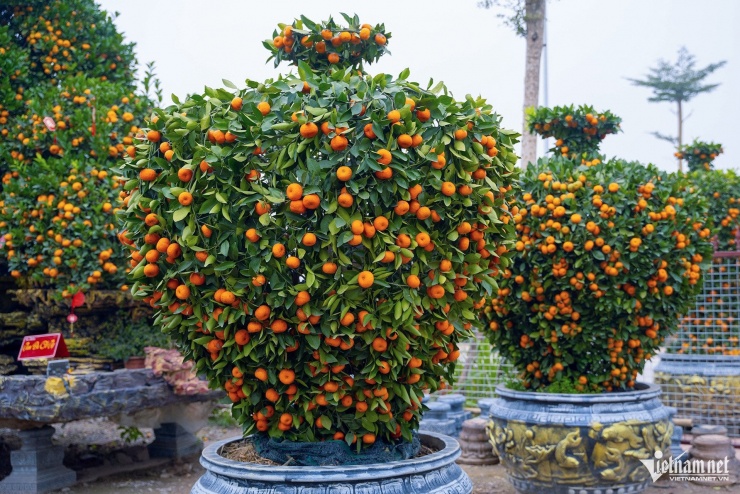 So với năm ngoái, các mẫu quýt cảnh này vẫn được ưa chuộng và giữ mức mua ổn định. Anh Trần Văn Chí (35 tuổi), một trong những nghệ nhân tại nhà vườn Anh Em, cho biết, trước thềm Tết Nguyên đán Bính Ngọ, họ đã bán được khoảng 30 chậu quýt cổ chu sa hình ngựa.