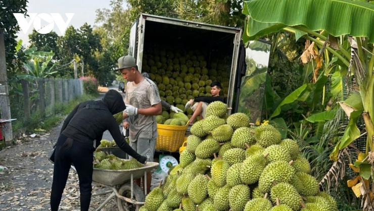 Nhà vườn tỉnh Đồng Tháp thu hoạch trái sầu riêng rất phấn khởi vì giá tăng cao