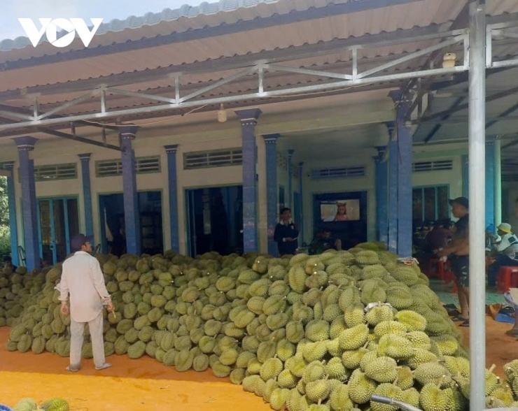 Trái sầu riêng Ri6 giá gần 70 nghìn đồng/kg
